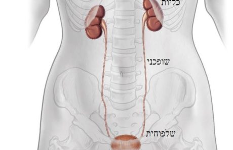 דף מידע בנושא אורודינמיקה